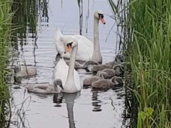 Продаж дачі для цілорічного проживання  у Вишгородському районі Новосілки