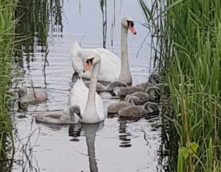 Продаж дачі для цілорічного проживання  у Вишгородському районі - фото 1