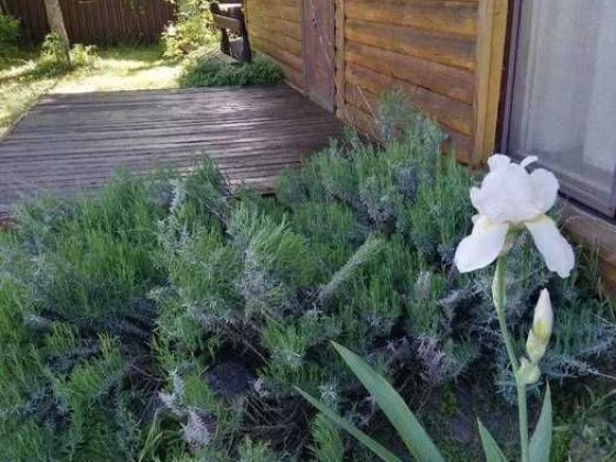 Продаж дачи в затишному, чудовому місці, с. Северинівка Севериновка