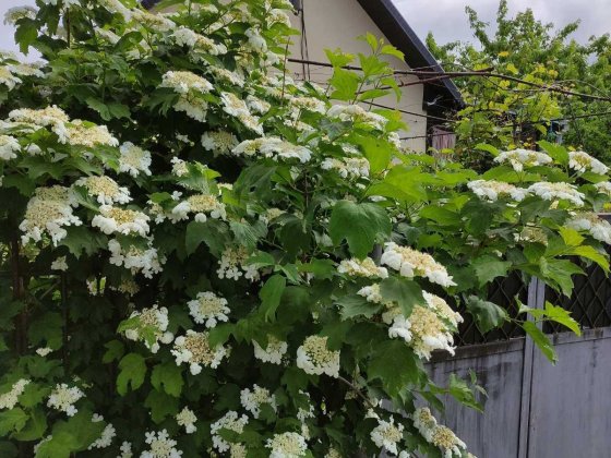 Продам Дачу на Каролино-Бугазе. Тихий семейный отдых Каролино-Бугаз