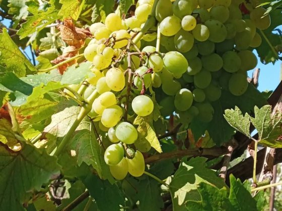 Продам дачу у садівничому кооперативі "Альфа", Одеська область,9000$ Молодежное