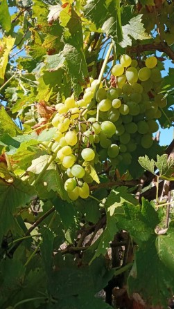 Продам дачу у садівничому кооперативі "Альфа", Одеська область,9000$ - фото 1