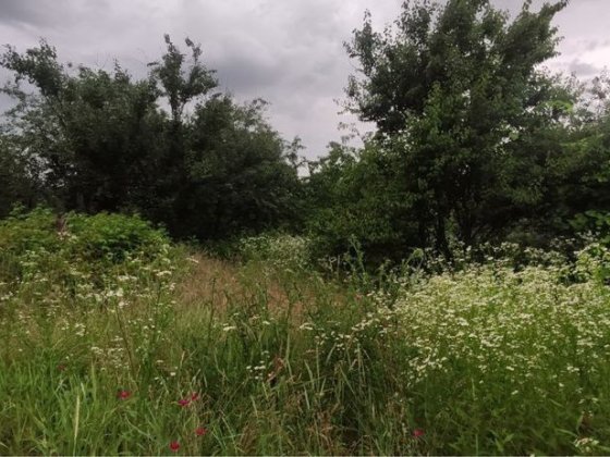 Земельна Ділянка з будинком Бориспільський район Бориспіль