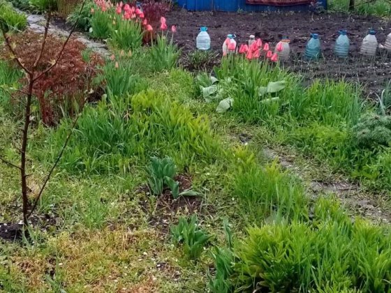 Продам Дачу срочно. Кривий Ріг