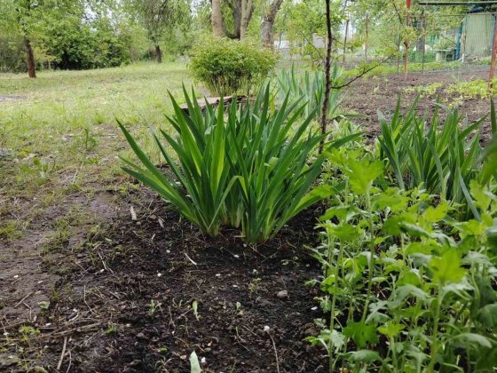 Продам дачу Білопольске шосе 6,7 сот Суми