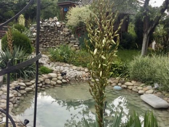 Будинок з великою ділянкою, садом і альтанкою Черновцы