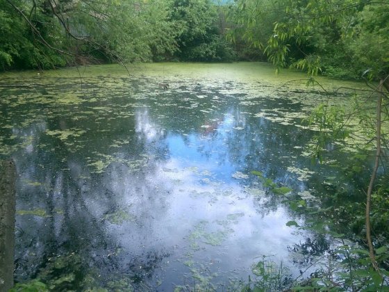 Балтийская клокучка дача Черновцы