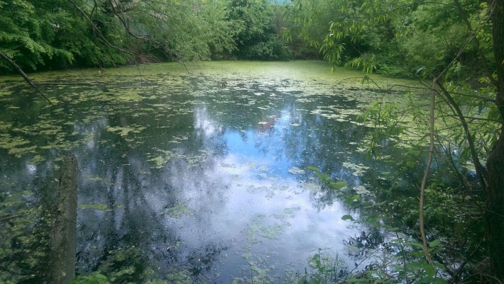 Балтийская клокучка дача - фото 1