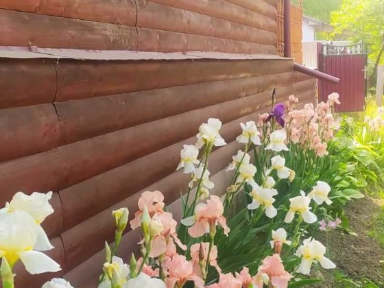 Буюинок в центрі міста Черновцы