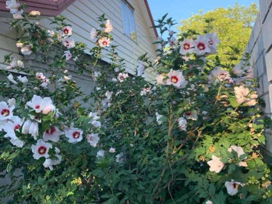 Продам дом у м Дніпро  Собственник Днепр