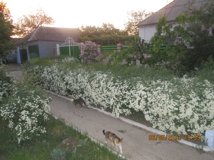 Продам будинок (55 000 $) - фото 1