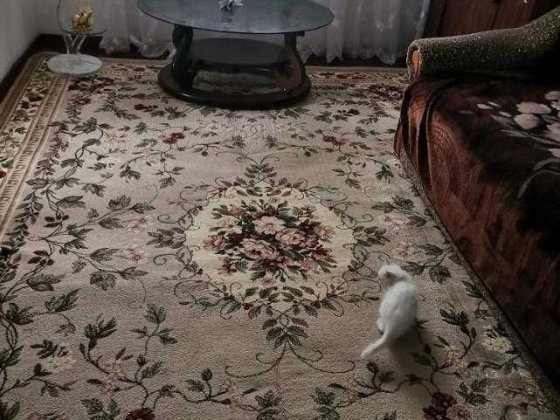 Продається двох поверховий будинок-дача Николаев