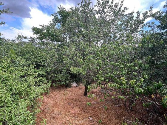 Продам дачу в черте города, р-н  Ракетная Роща, остановка ПМК Миколаїв