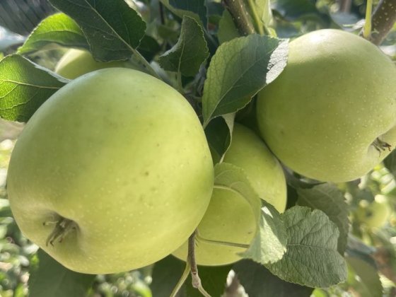 Продам дом,до центра 10 минут. Одесса