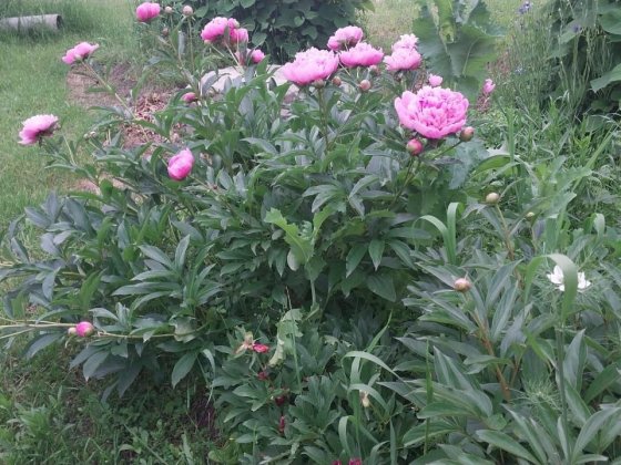 Ділянка під гараж Вышгород
