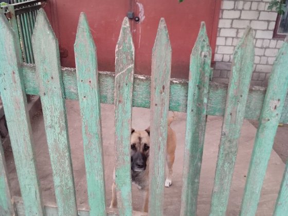 Сдам металлический гараж. Запорожье