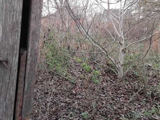 ДАЧА                                    _ Хмельник