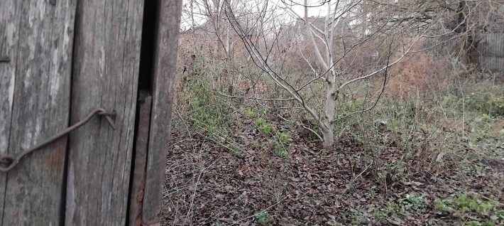 ДАЧА                                    _ - фото 1