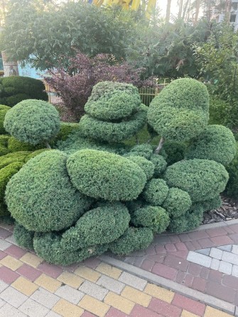 Сдам часть дома Французский бульвар Бестужева - фото 1