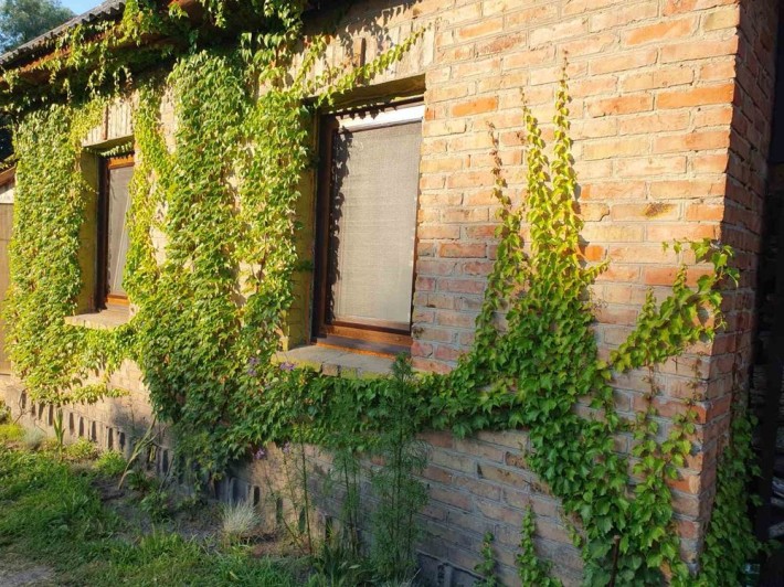 Здам дачу помісячно - фото 1