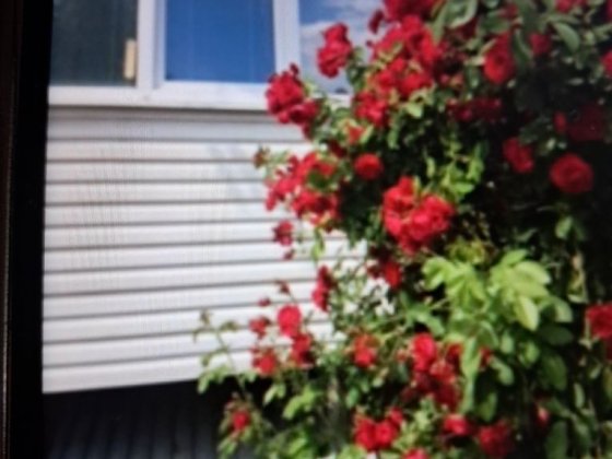 Відьму на квартиру дівчину, студентку. Чернівці