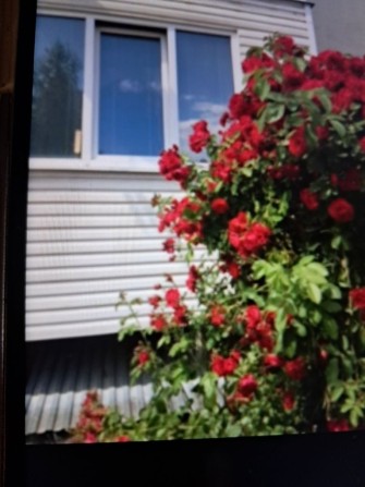 Відьму на квартиру дівчину, студентку. - фото 1