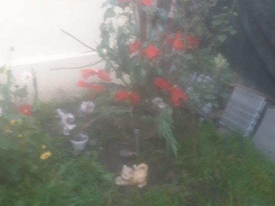 Сдам! Комнату в ч секторе! Харьков