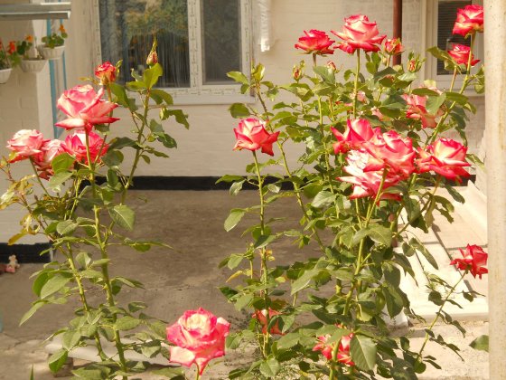 Продам 3 кімнатну квартиру Прилуки