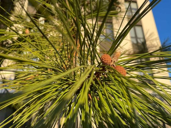 Продаж 1 квартири Paradise Avenue Панорамна2 Без% Крюківщина ГЕНЕРАТОР Крюківщина