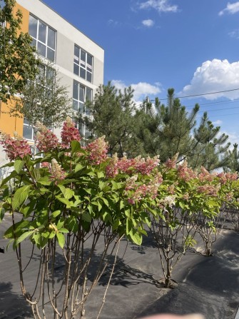 Без комісії!Вигідна пропозиція) ЖК Санвіль)Святопетрівське! - фото 1