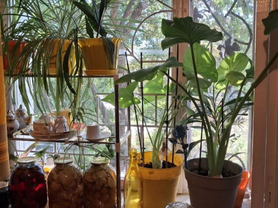 Продам 1-кім квартиру Димер Димер