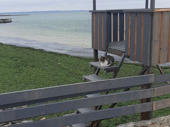 Сдам место на автостоянке. Одеса