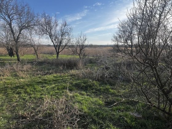 Земля під застройку або для посіву Олександрія