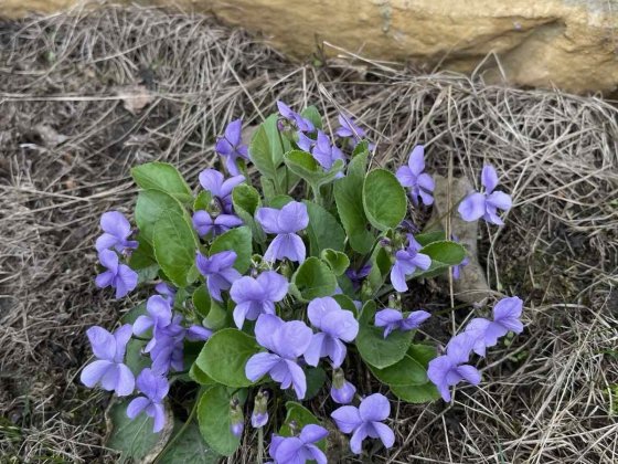 Продається 1/2 будинку в Мерефі Мерефа