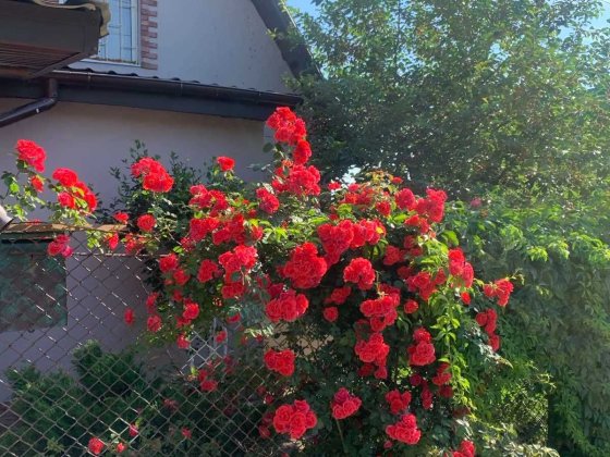 Продам  ДОМ (ДАЧУ) Старі Кодаки