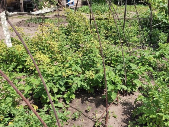 Дача ст Виноградник(Приднепровск) Старые Кодаки