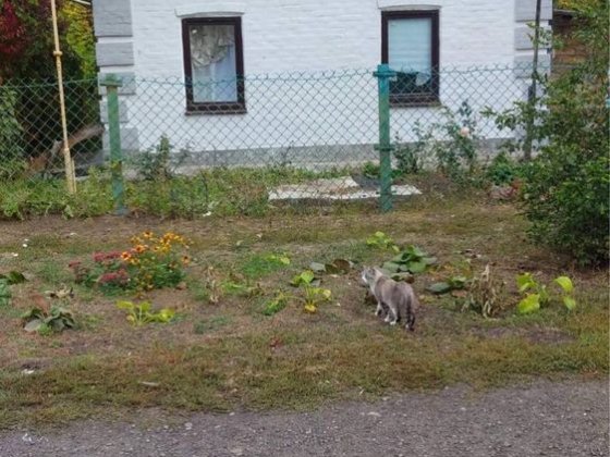 Дом в Синельниково Синельниково
