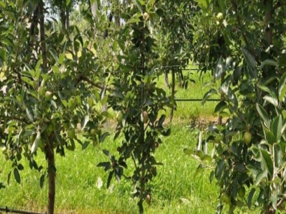 Продам дачу в Березани Березань