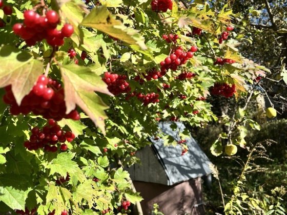 Дача СТ Мрія Київська обл.між Здвижівкою та Блиставицею Здвижевка