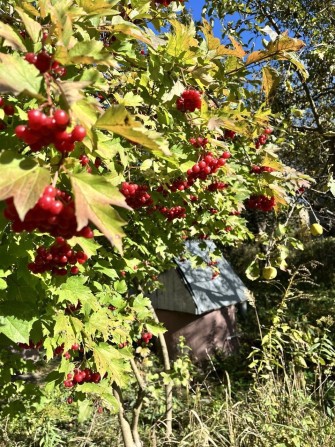 Дача СТ Мрія Київська обл.між Здвижівкою та Блиставицею - фото 1