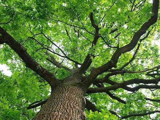 Будинок 184 м2, 8 соток , с. Хотів ексклюзив, ліс. ВЛАСНИК Хотів