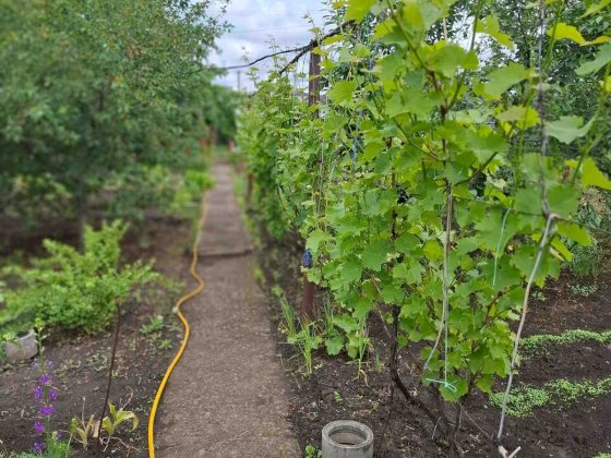 Продам дачу в Светлом Светлое