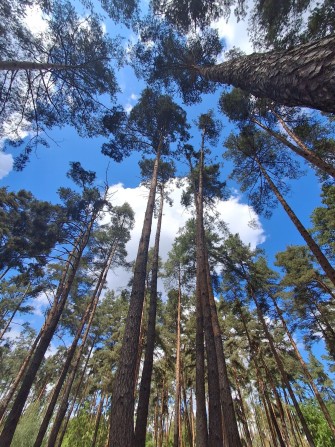 Парк Центральний Танхаус 197м2 з Новим ДОРОГОМ ремонтом + 2паркомісця - фото 1