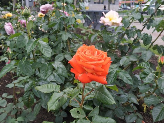 Своя комната в камунальной квартире Черноморск