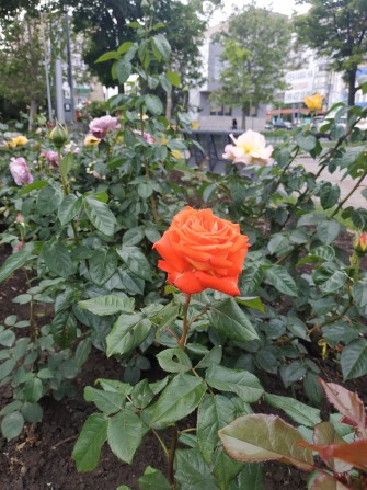 Своя комната в камунальной квартире - фото 1