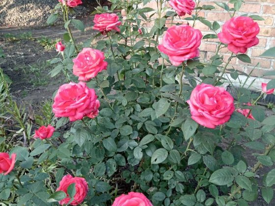 Продам дачу недалеко від Дружби Кривий Ріг