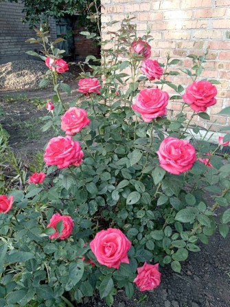 Продам дачу недалеко від Дружби - фото 1