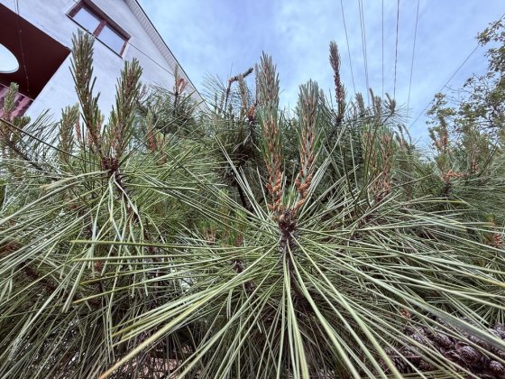 Продаж родинного будинку в спокійному районі Ужгород