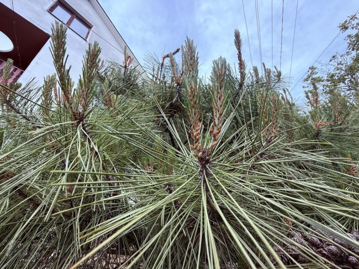 Продаж родинного будинку в спокійному районі - фото 1