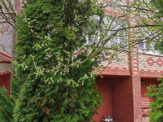 Будинок на 2 входи з великою ділянкою Чернігів